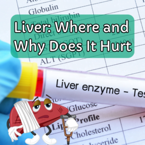 Liver Where and Why Does It Hurt