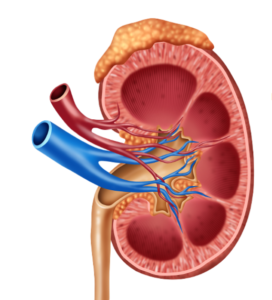 kidney transplant 3 booking-for-health-kidney2