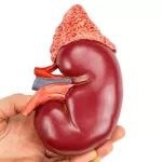 What-Should-be-Considered-for-Kidney-Health