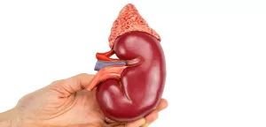 What-Should-be-Considered-for-Kidney-Health